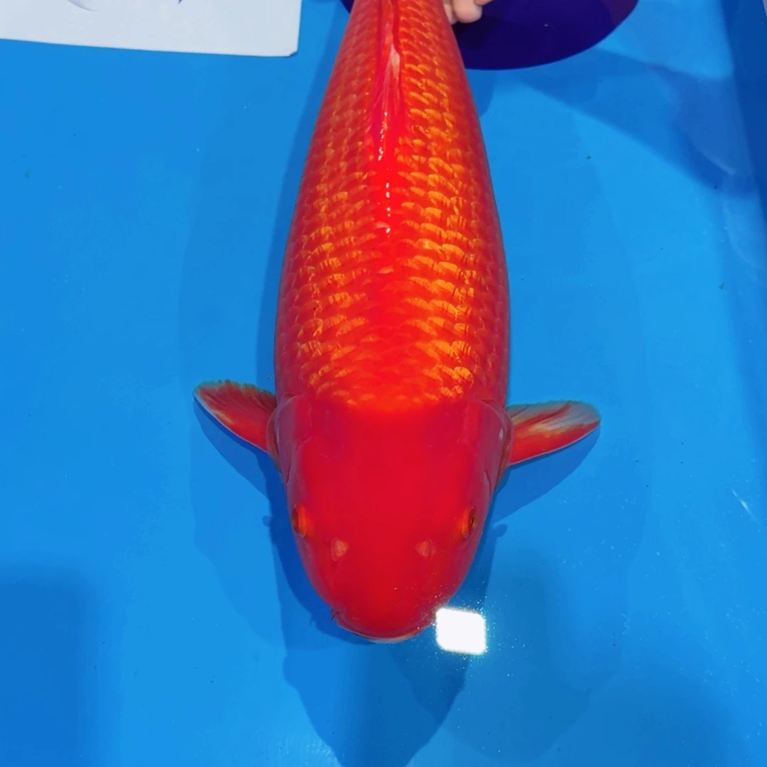 海水鱼佛山兴隆锦鲤