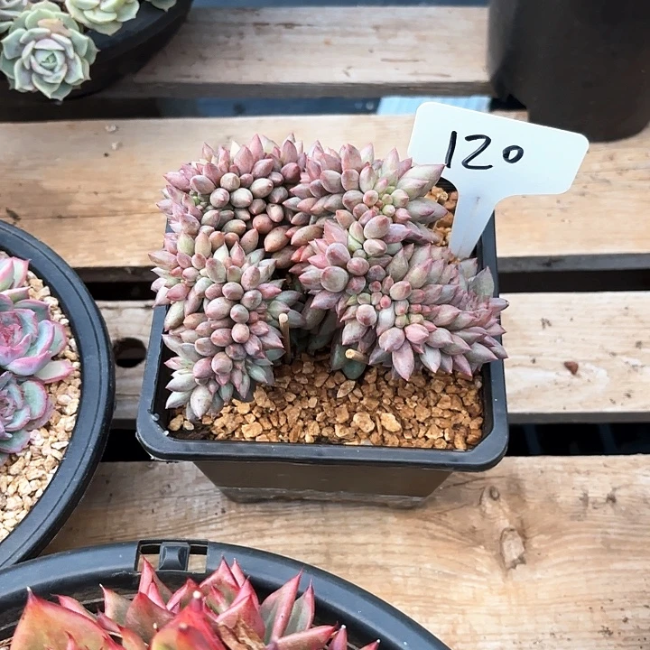 多肉植物，红蜻蜓缀120号