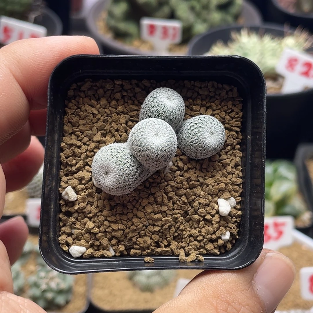 4头超白伊朗丸仙人球