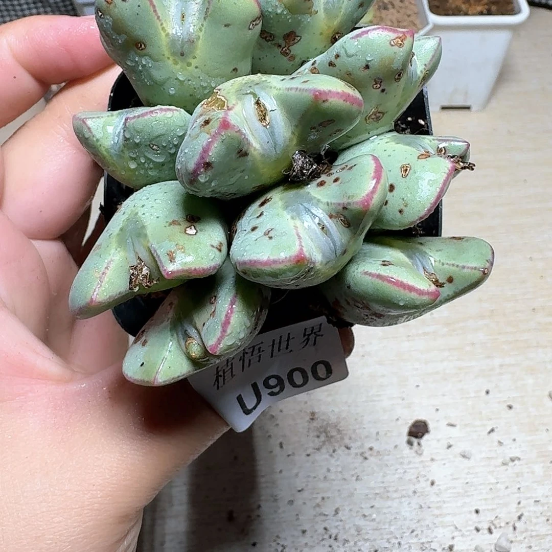 900号多肉植物提取cv
