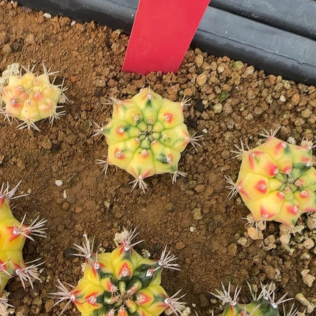 L521-1225泰国发货 丝带