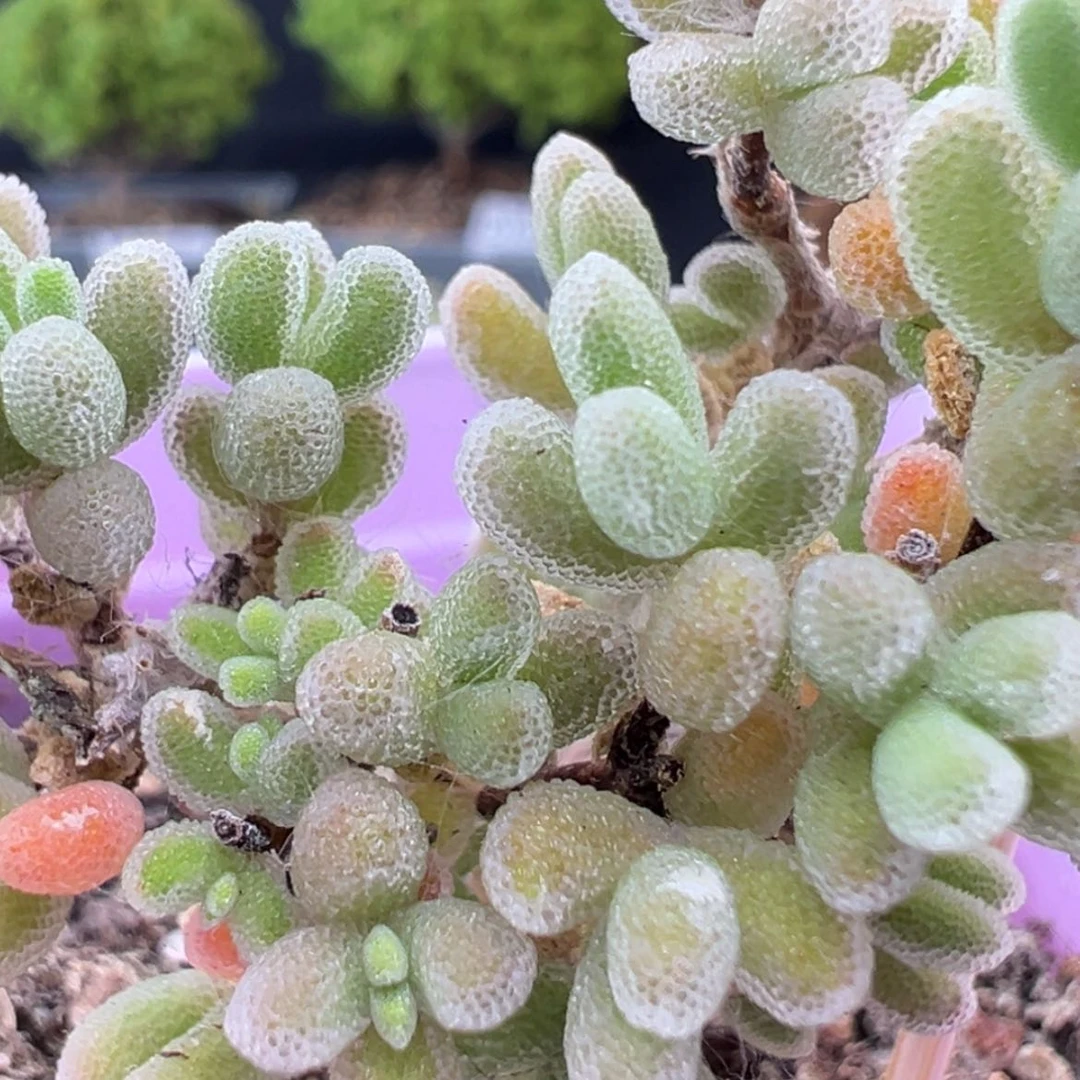 【闪购商品】dy0843荔枝糯米糍