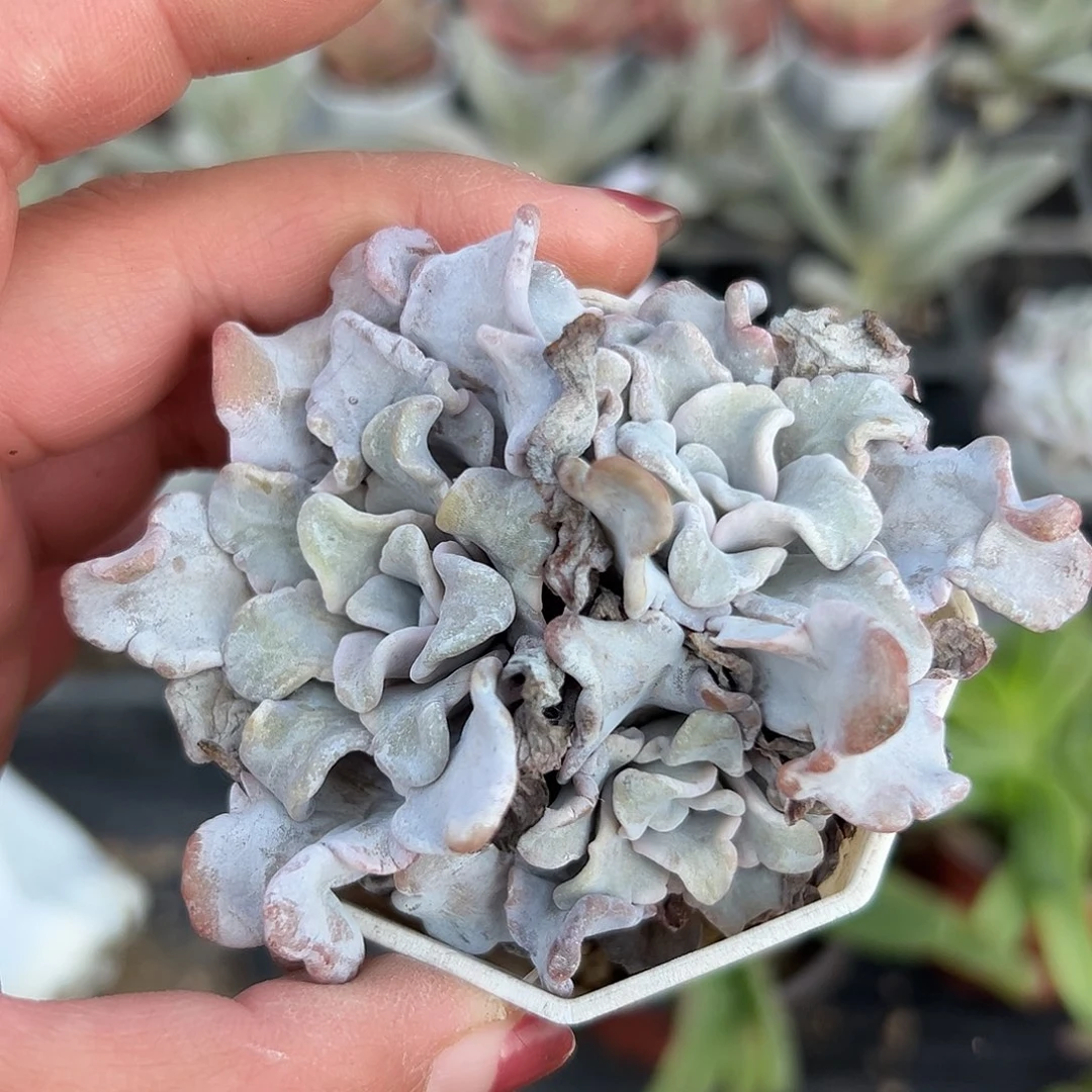 多肉植物多肉植物