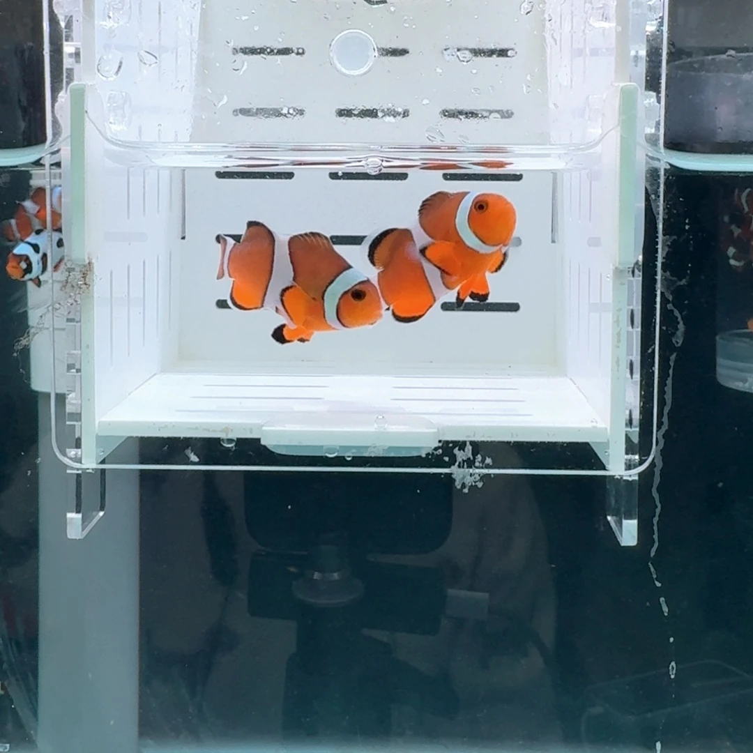 海水鱼4.5黑边公子一对