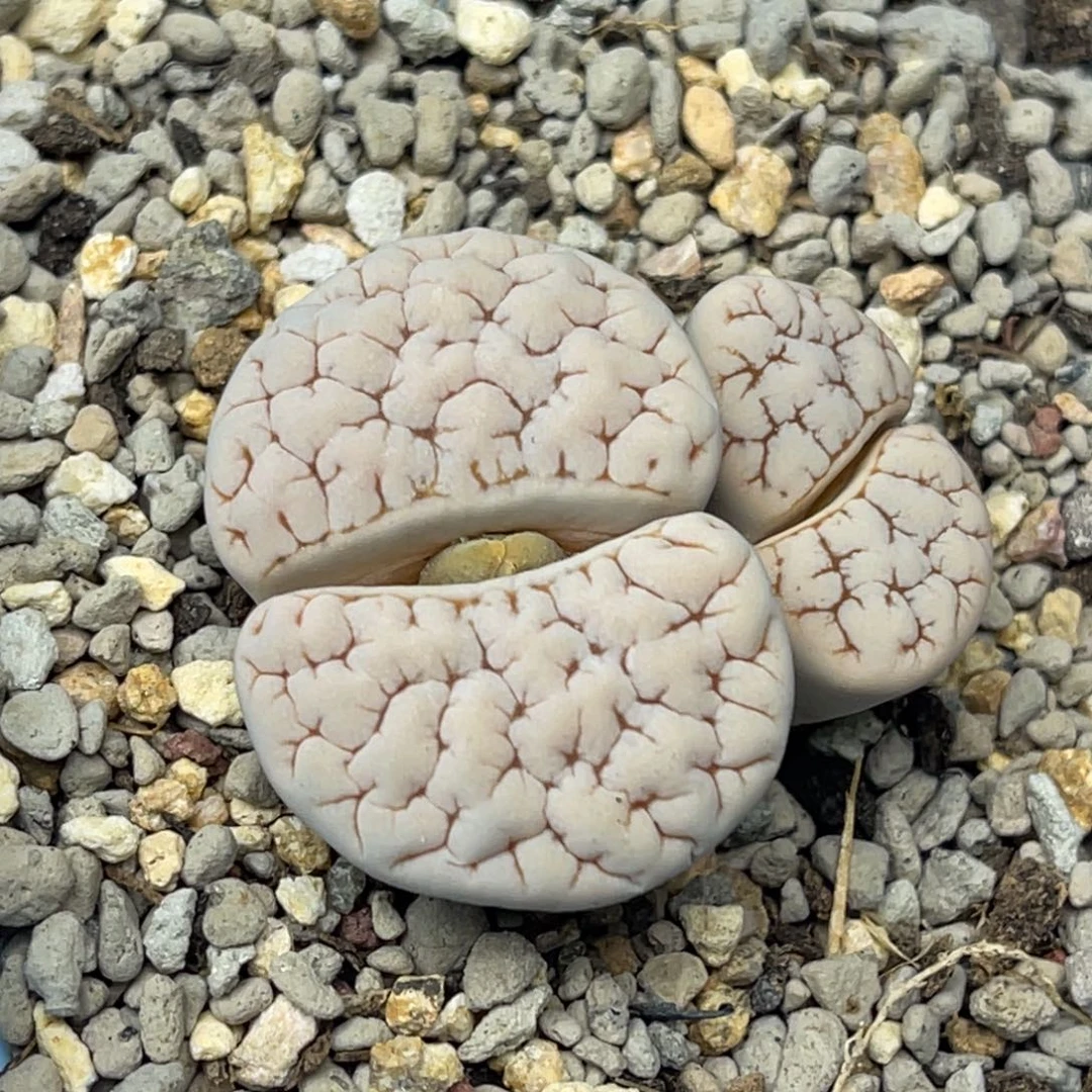 1140双头蜜纹脑纹189一颗