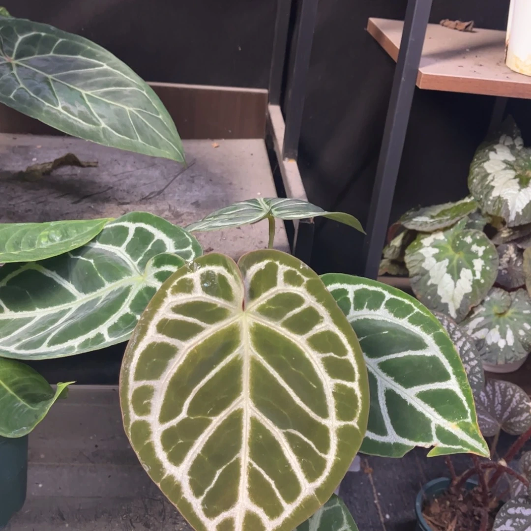 无花朵skg银x一物一拍