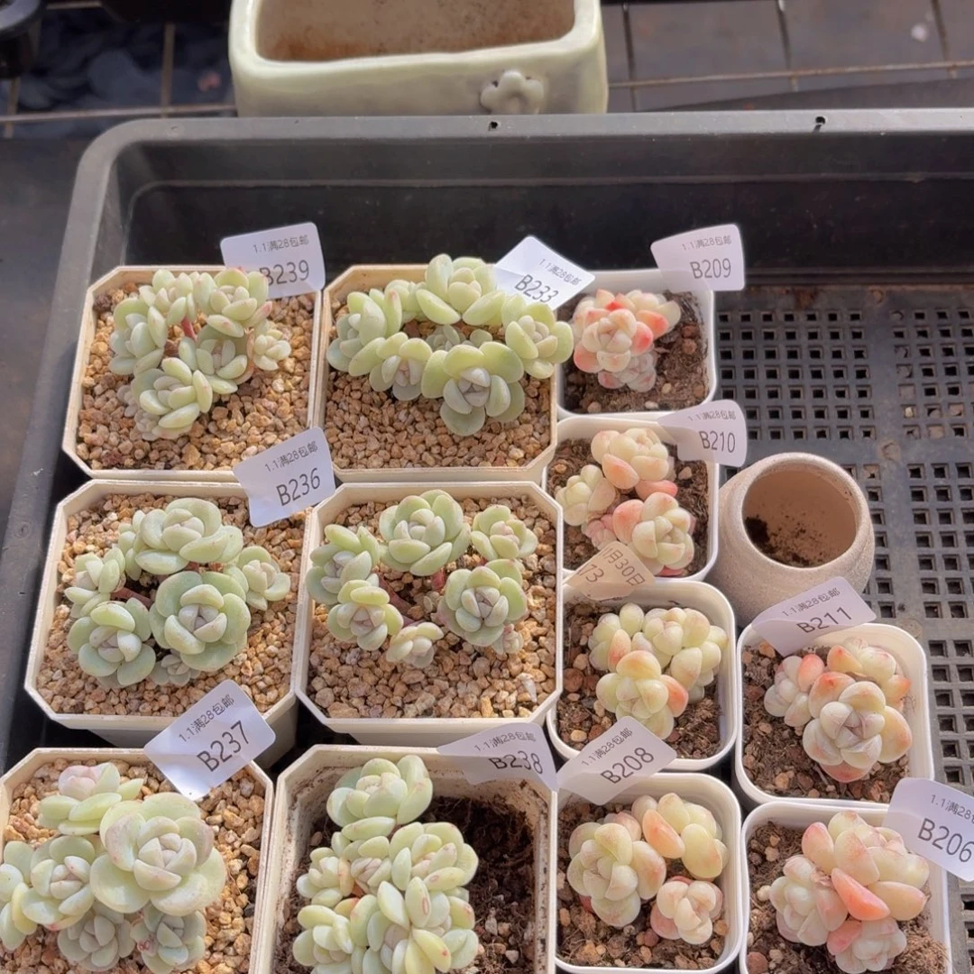 ****言冰玉一筐脱土发货