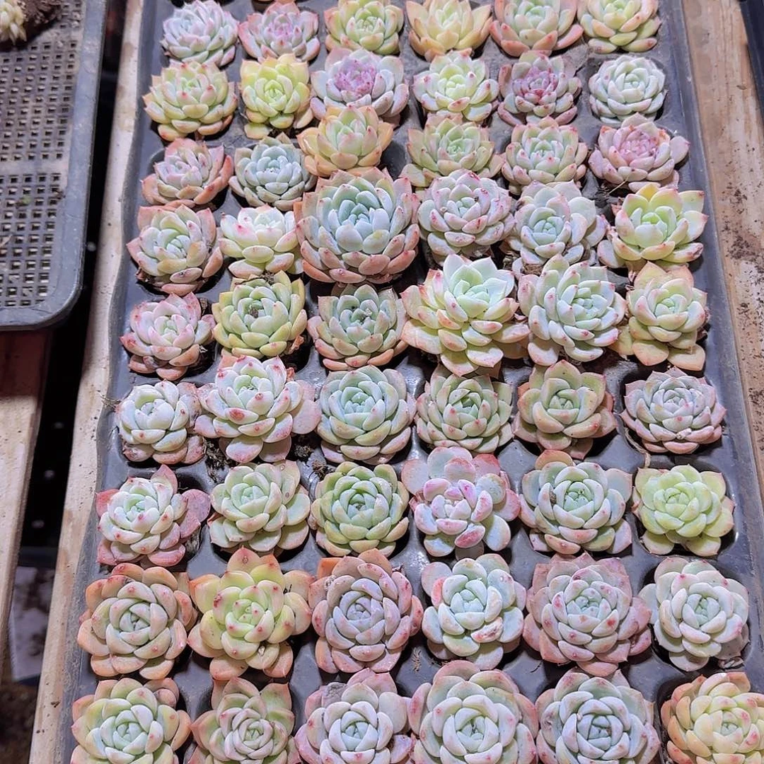 直播福利一物一拍606