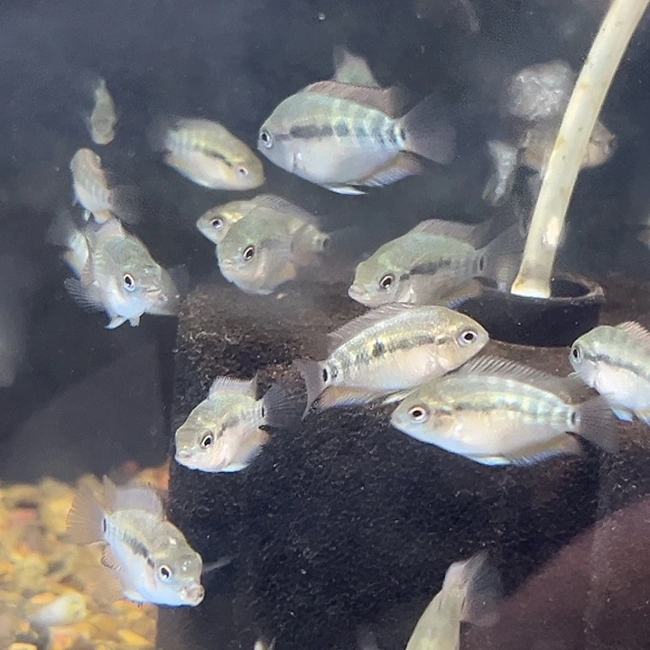 慈鲷3厘米黄麒麟3只