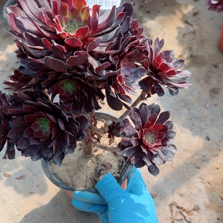 260黑铜多肉植物有掉头一个