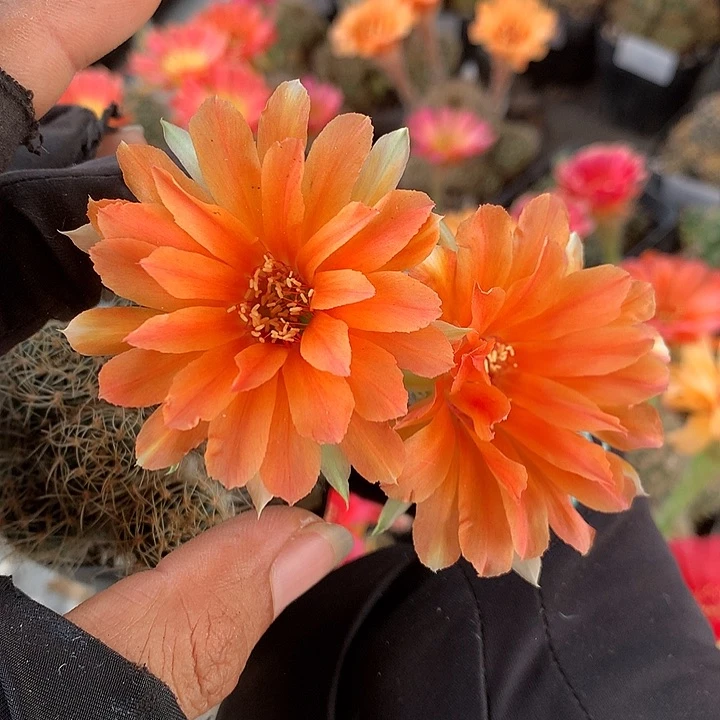 73 侧芽自根丽花6厘米盆