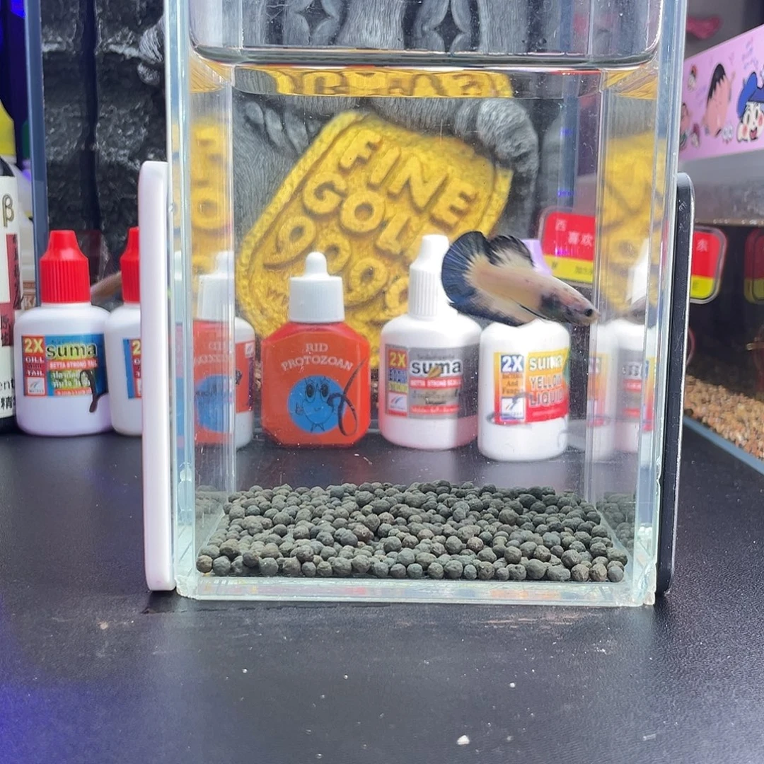 斗鱼32号109早青花