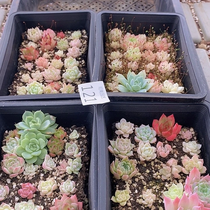 121  多肉植物盆栽花卉