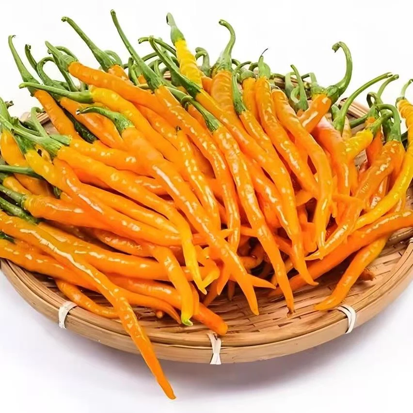 湖南衡东土特产三樟新鲜辣椒黄贡椒黄辣椒现摘现发