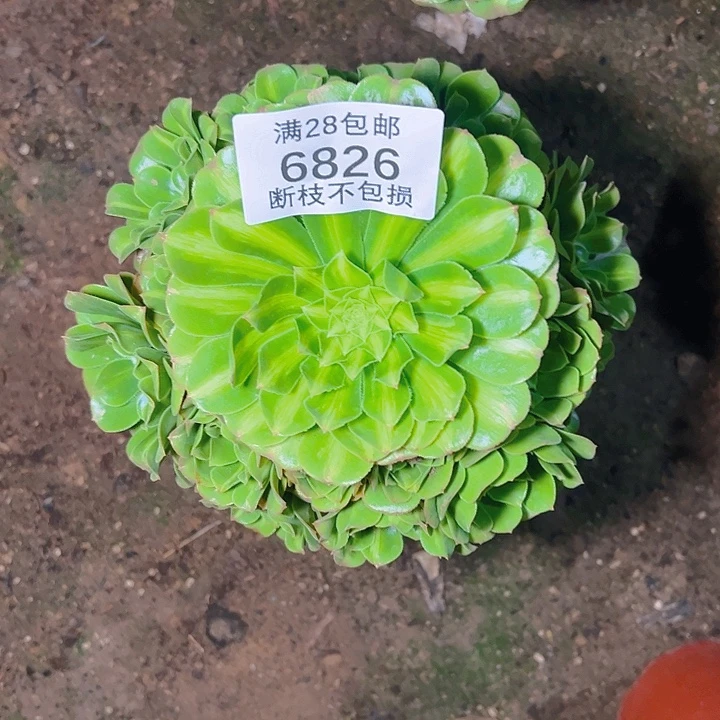6826翡翠琉璃多肉植物