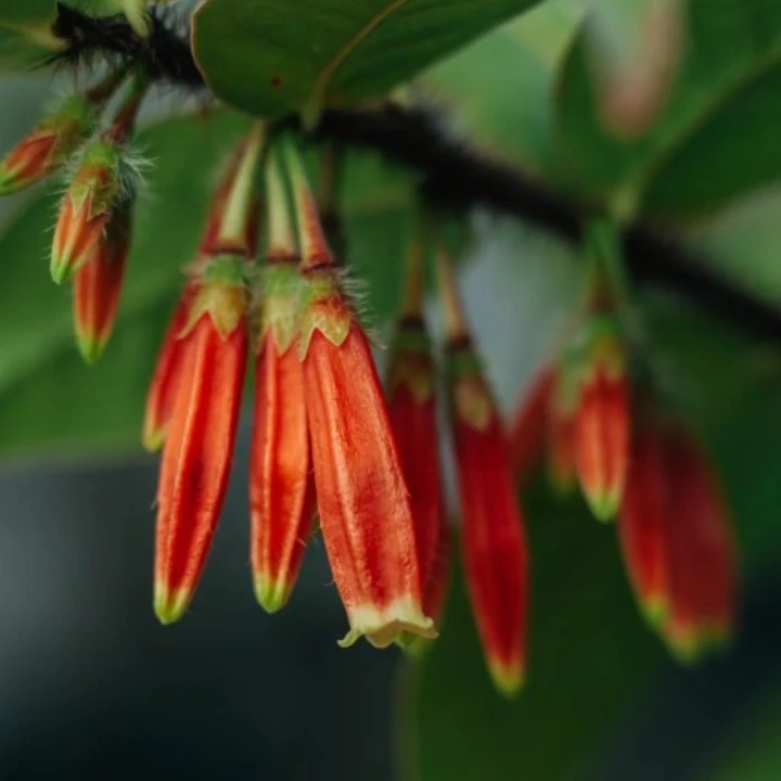 云南珍珠红花五翅莓开花结果