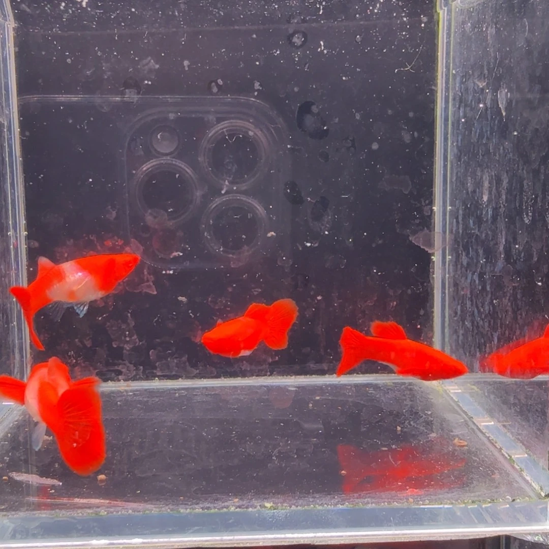 孔雀鱼鸿运当头双份水2对