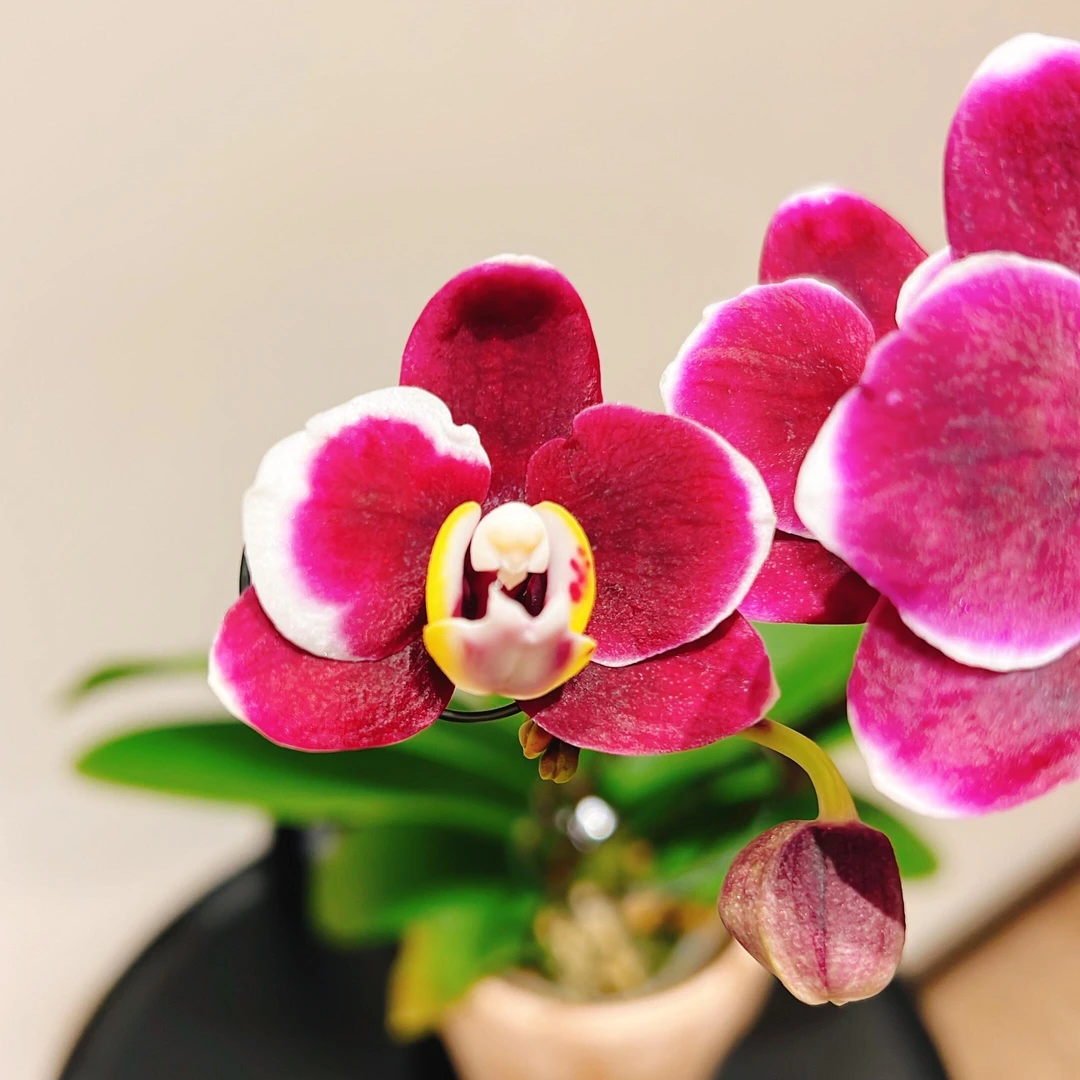 【巧克力】室内绿植蝴蝶兰绿植盆栽花卉兰花