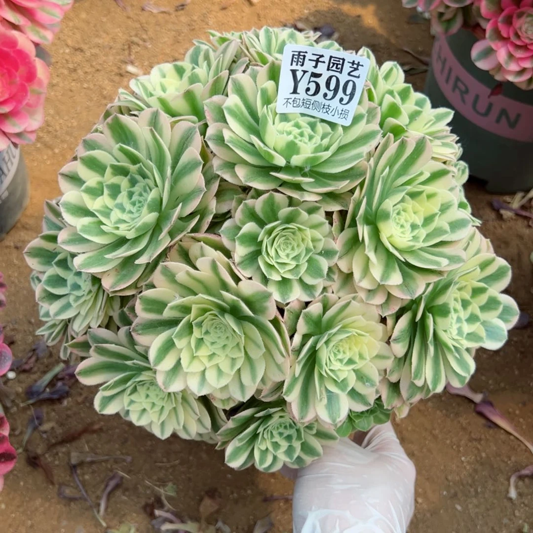 599迈巴赫尺寸28左右