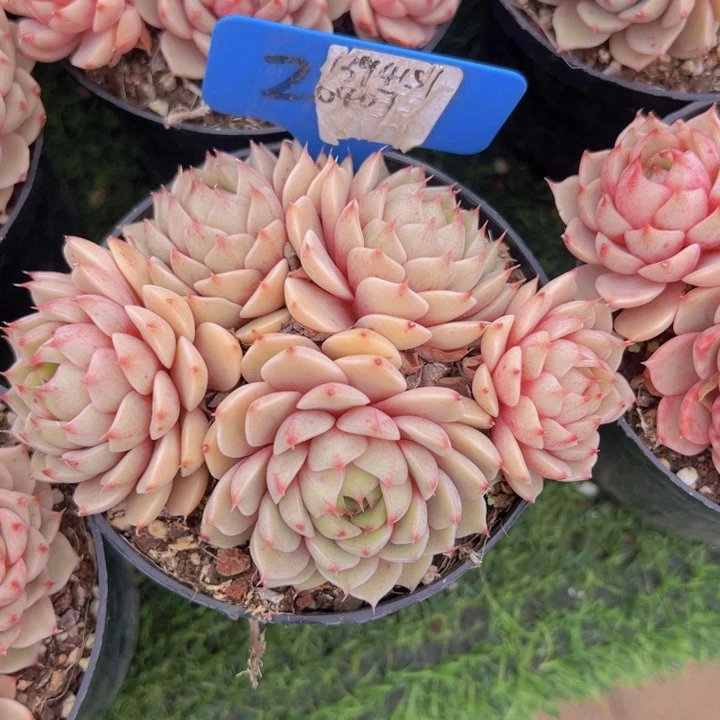 健健康康平平安安