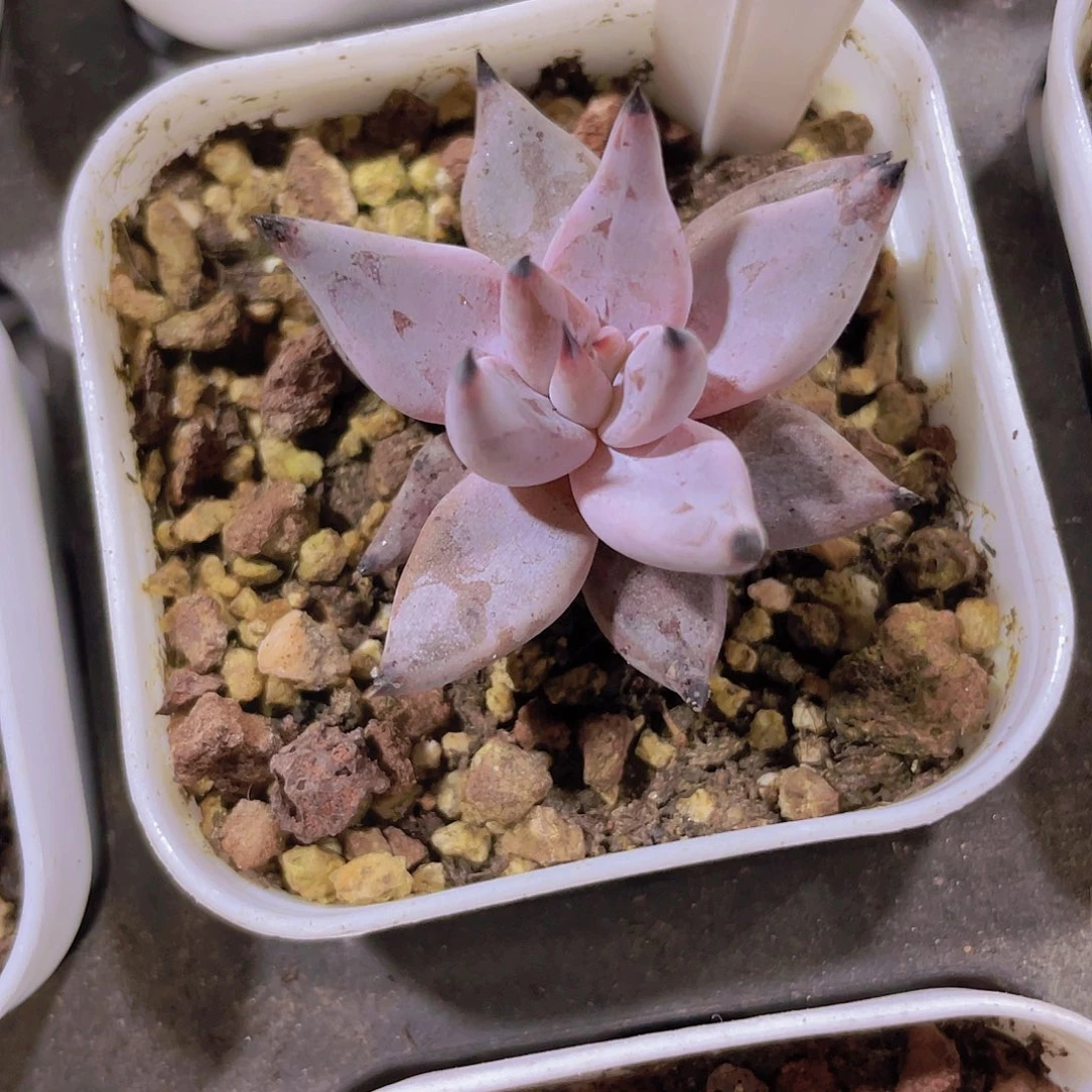 魔爪w077一物一拍