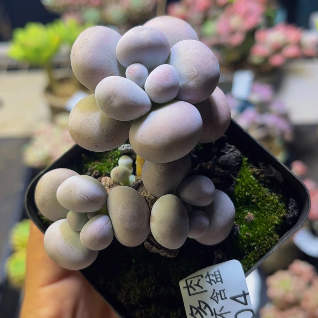 芭比奶酪304/6cn多肉