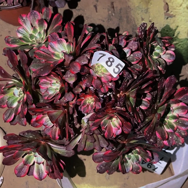 785烟花多肉植物处理不售后