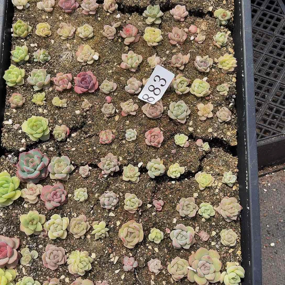 好*钱多肉植物多肉植物883