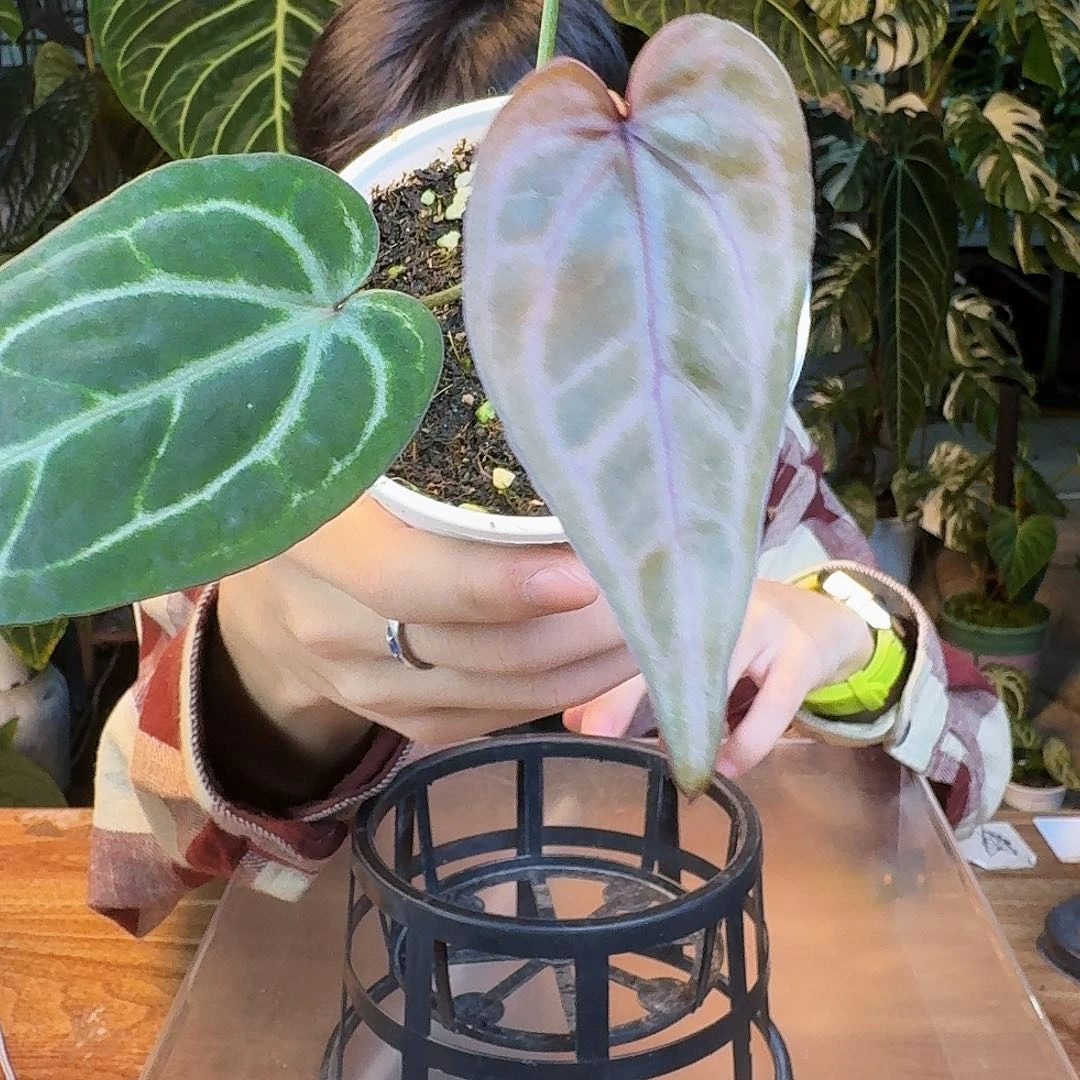 完全开放J59黑曜石紫水晶杂银色闪光