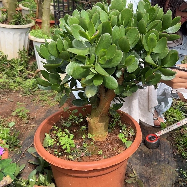 春***腾大青苹果玉树一物一拍108链接