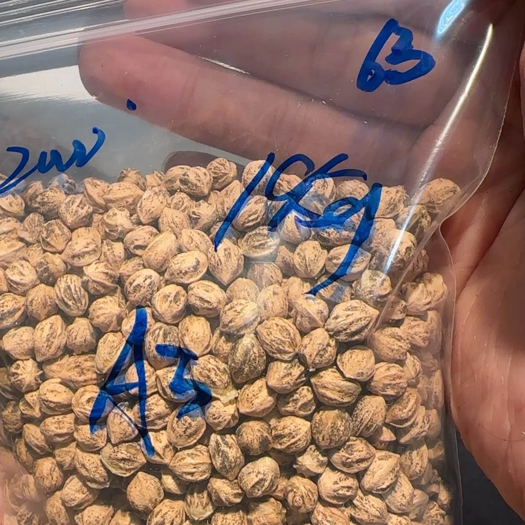 柏香籽/百香籽吊坠A3