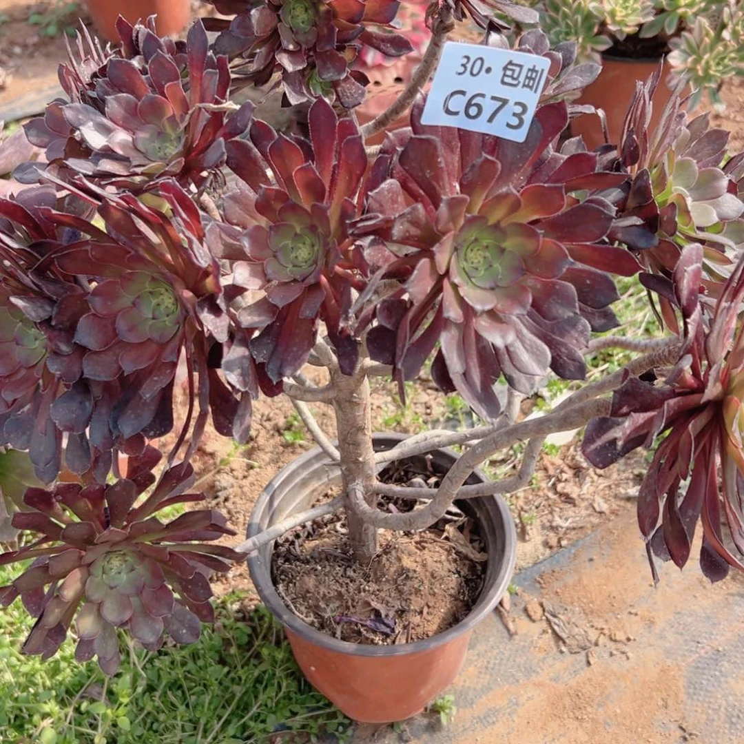 673 处理多肉法师