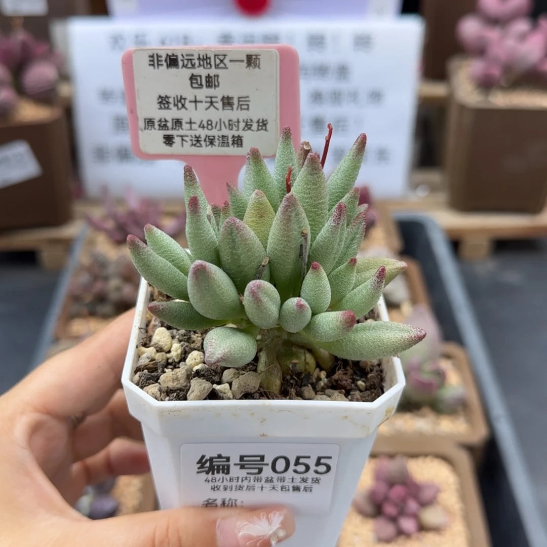 055大红嘴多肉植物