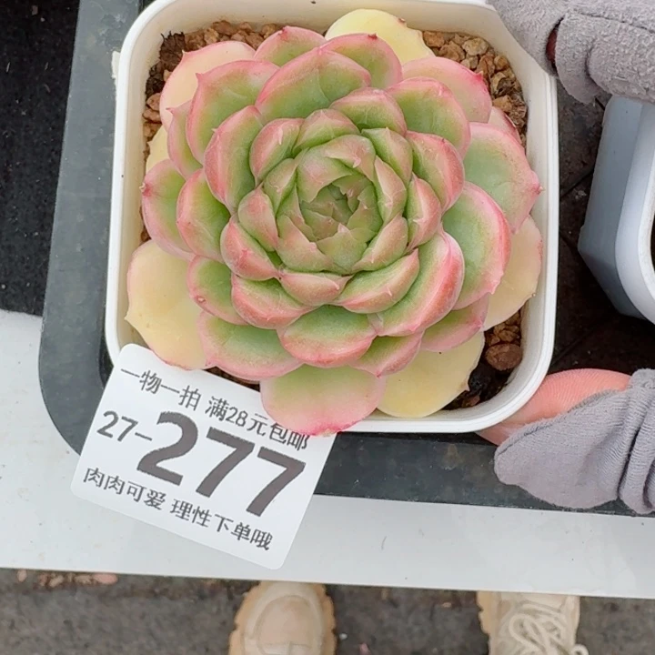 水晶虾饺无盆土无盆土发货