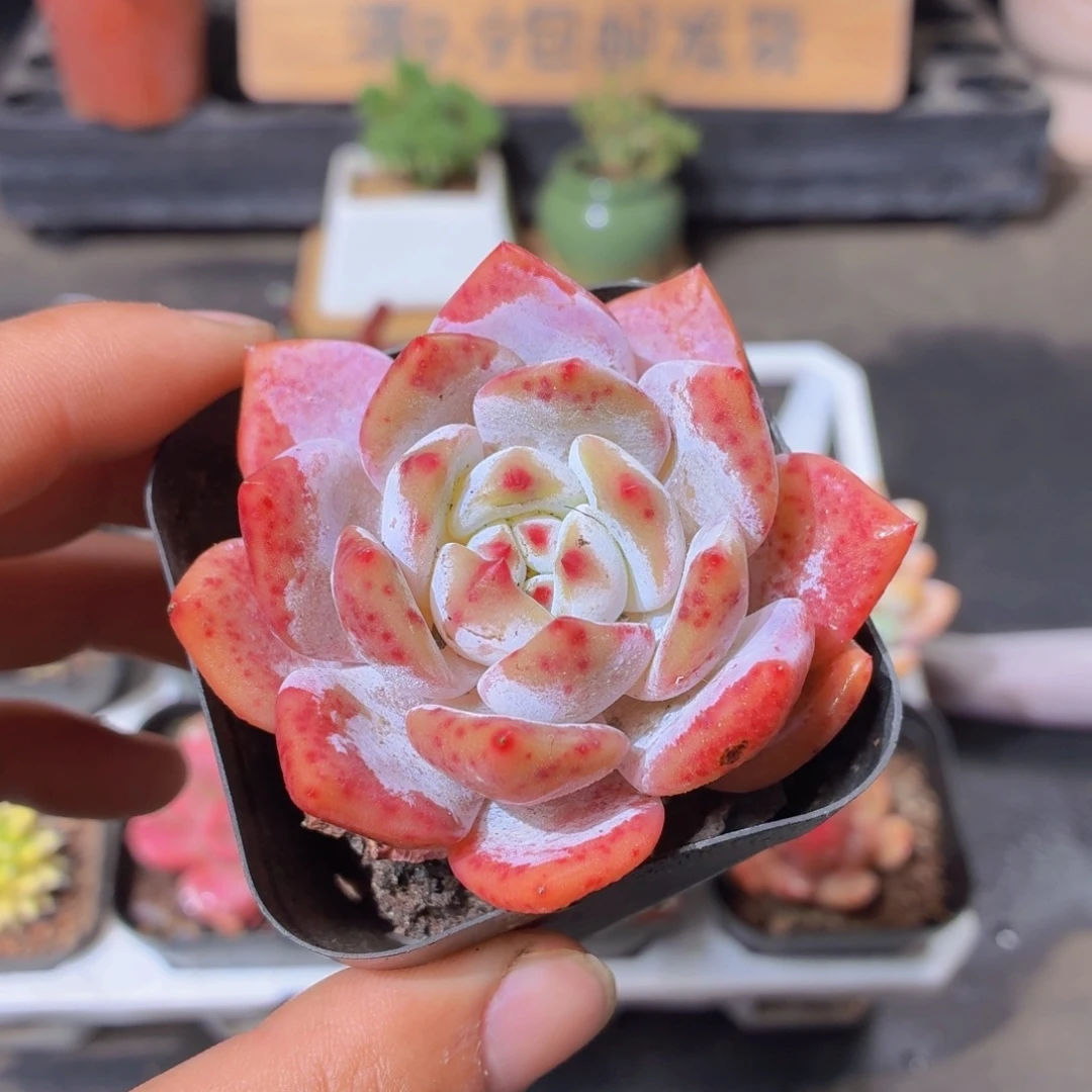 橙梦露多肉9.9包邮发货