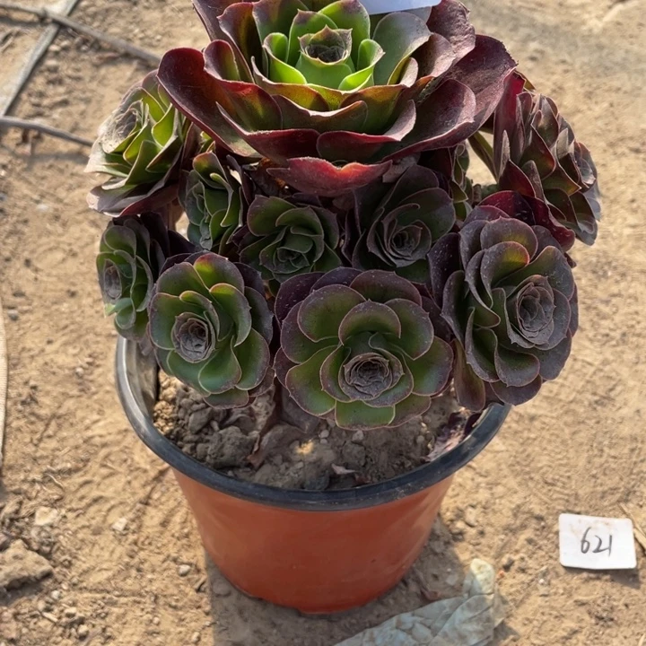 法师植物魅金玫瑰822