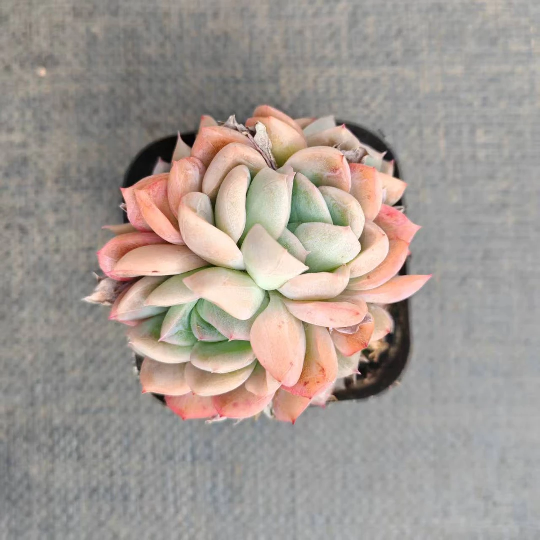 7#凝妆多肉植物   前男友精品多肉SM0983