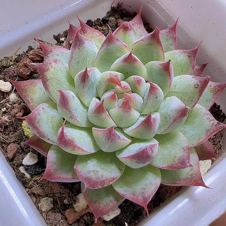 梦瑶19包邮多肉植物
