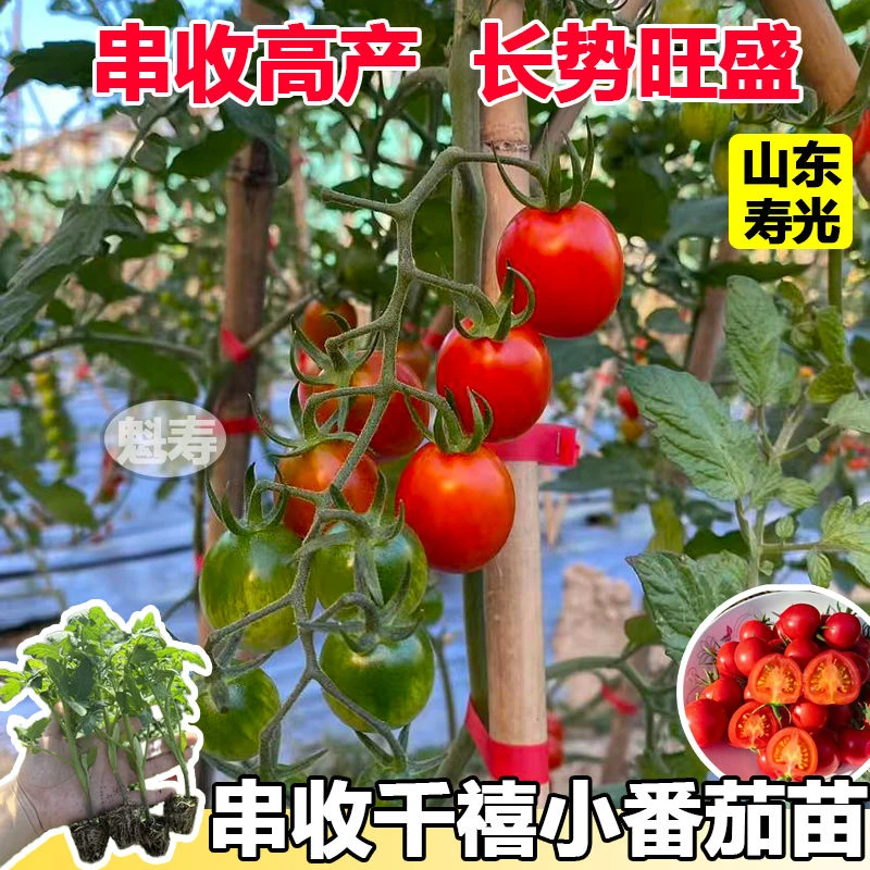 超甜千禧圣女果苗秧苗正宗爆甜薄皮小番茄种子四季阳台盆栽蔬菜苗