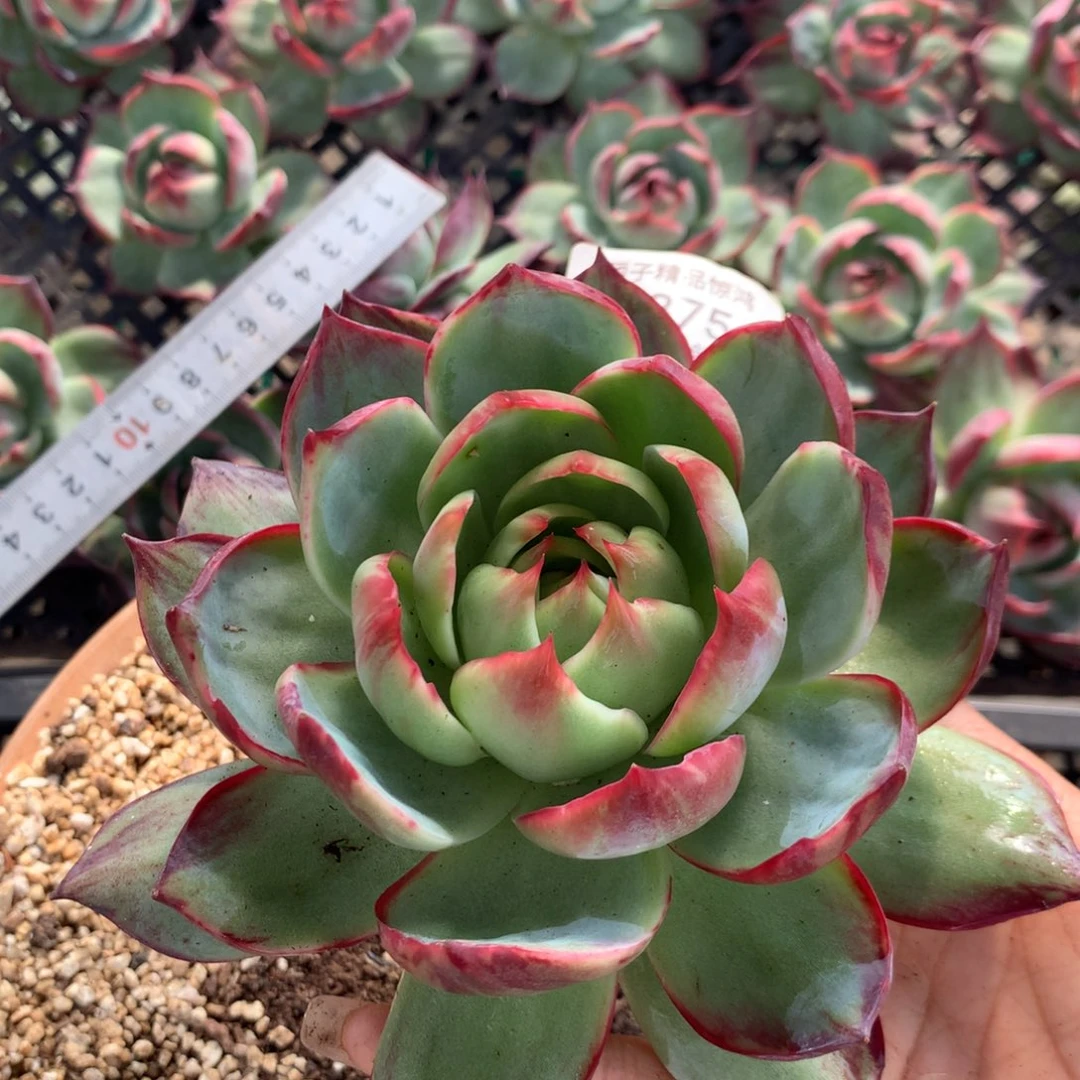 1375号多肉植物14