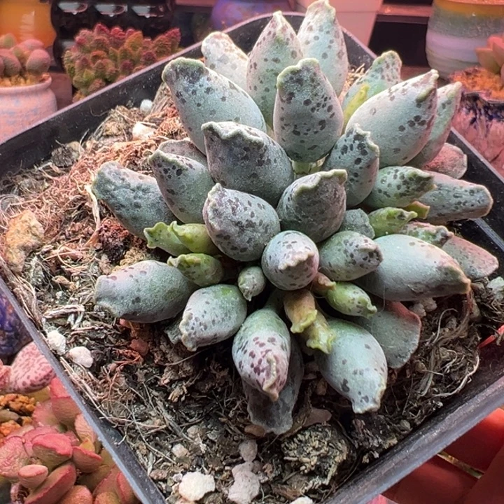 吉祥如意的l肉友们