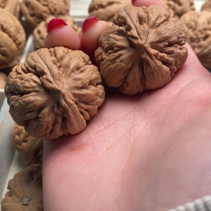 f***d霸王龙全品无修一刀没动