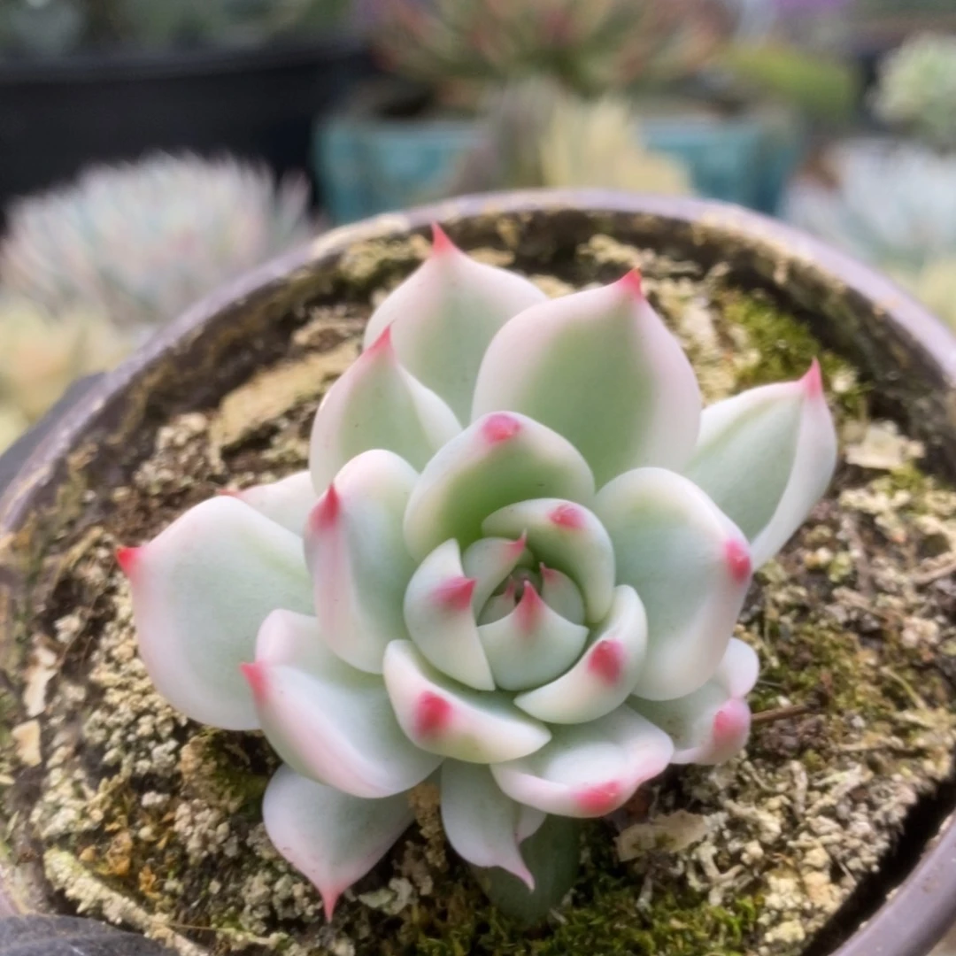 444吉娃娃5公分锦锦锦锦