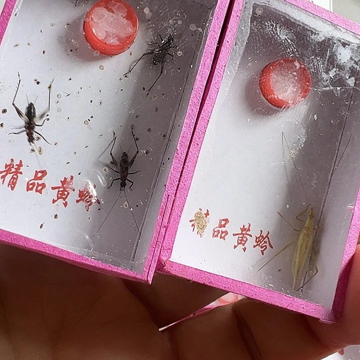 一只安徽紫竹➕一只墨蛉