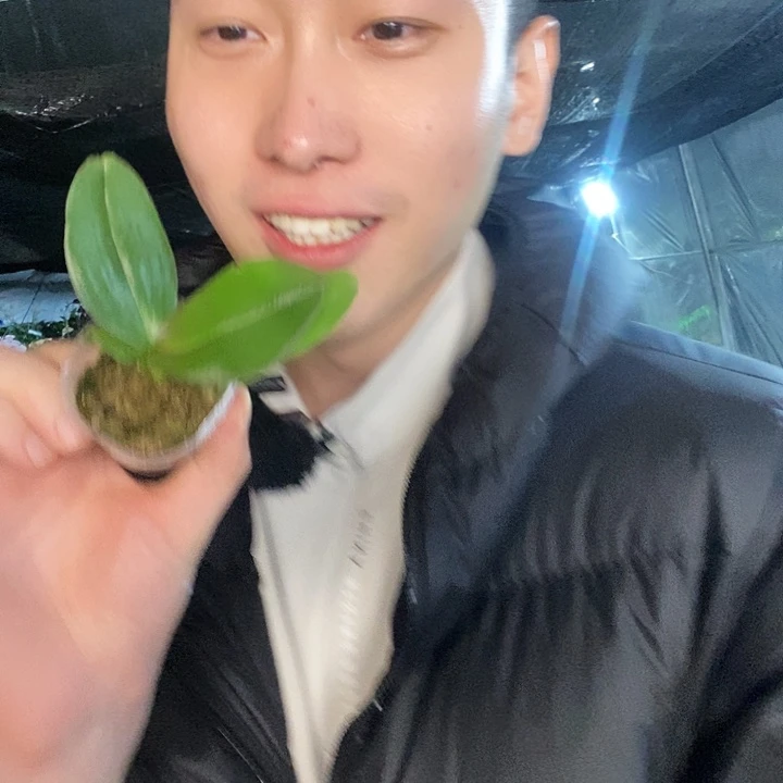 无花朵天鹅踪迹蝴蝶兰