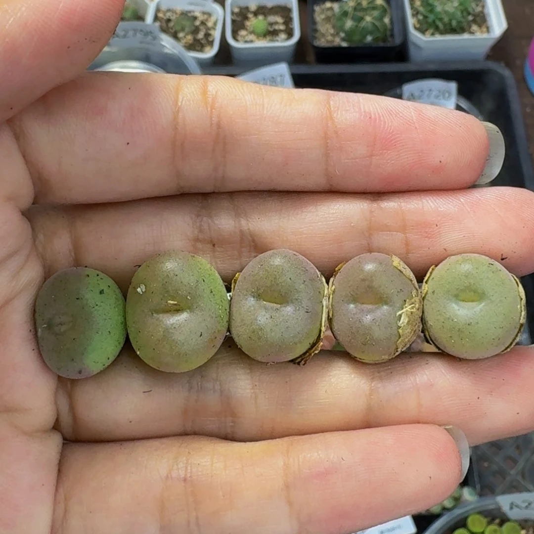 2774 生石花和肉锥