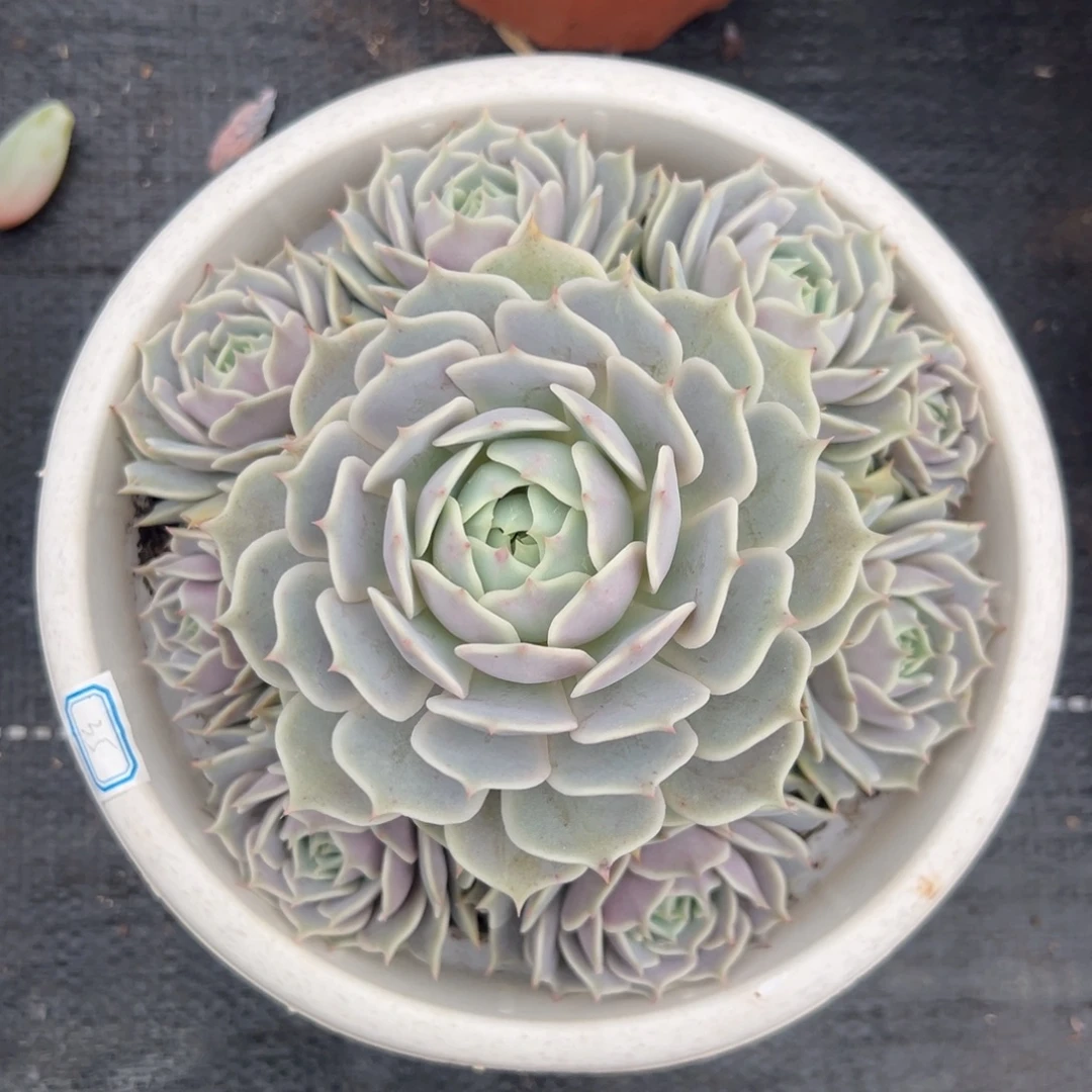 多肉植物手捧露娜莲