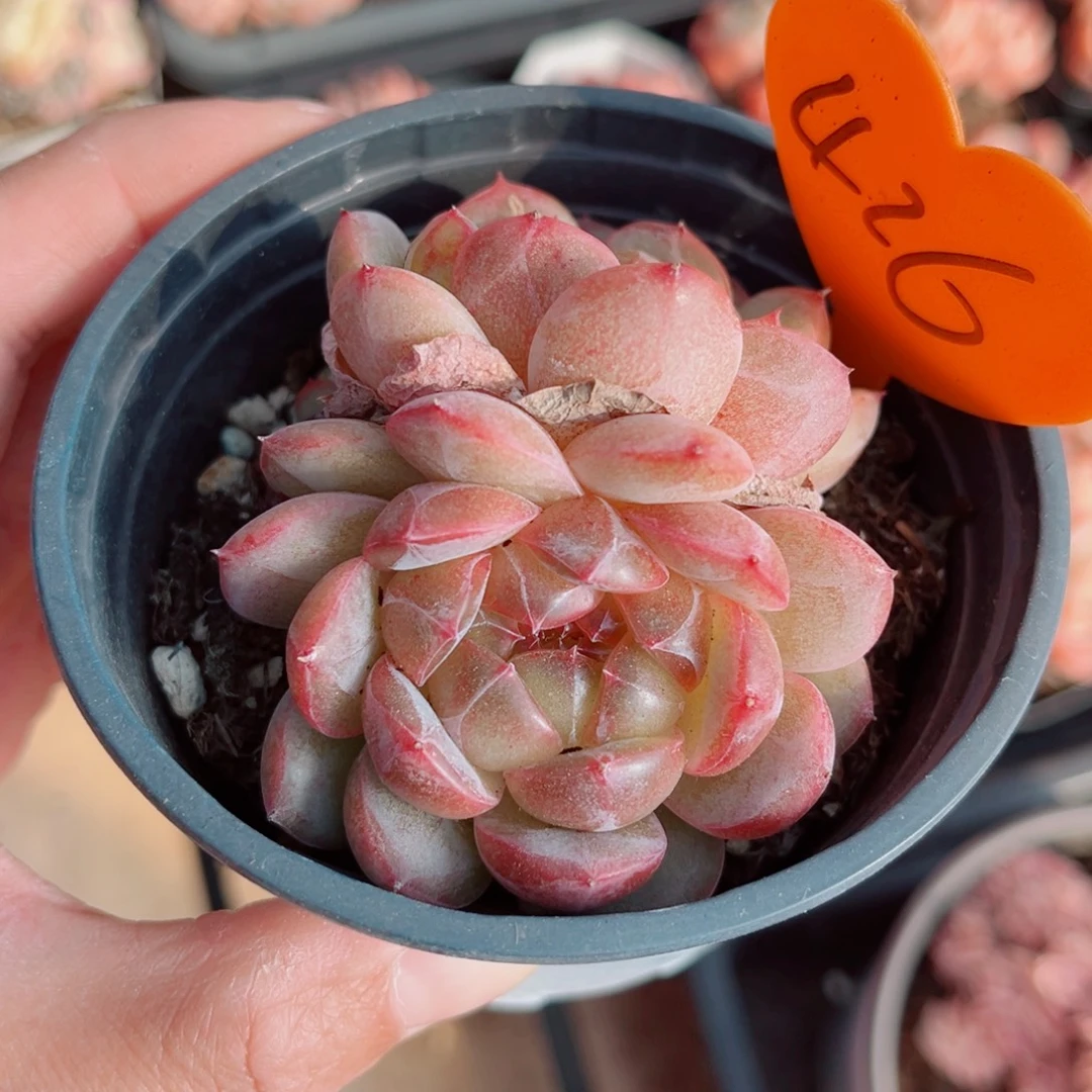 ****犀426号小老桩珍妮群