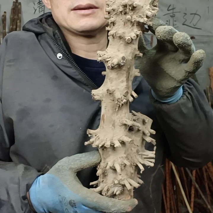 稳定木原**你贵州檬子木   铁马鞭   根艺  半成品