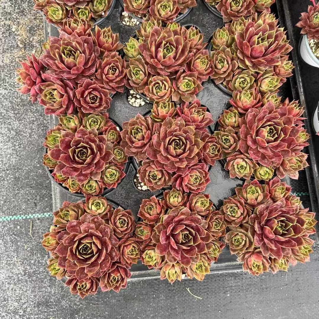 9厘米盆 多头 录像 带盆栽好发货